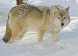 Timber Wolf