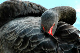 Black Swan In Stratford