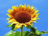 Ptown, sunflower
