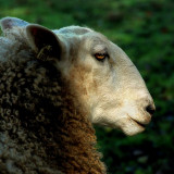 ## Sheep (C-THP).jpg