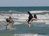 Brown Pelican:  SERIES