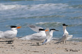 Royal & Sandwich terns