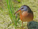 Virginia rail