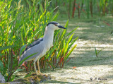 Black-crowned night-heron