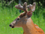 White-tailed deer (m)