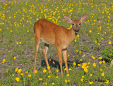 White-tailed deer (juv)