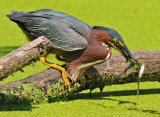 Green heron