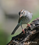 Chipping sparrow (juv)