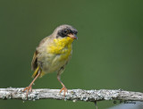 Common yellowthroat (m)