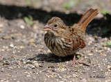 Song sparrow (juv)