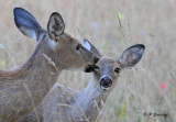 White-tailed deer:  Tender moments