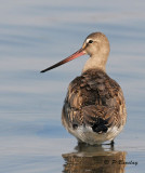 Hudsonian godwit