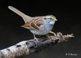 White-throated sparrow