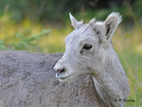 Bighorn mountain sheep (juv)