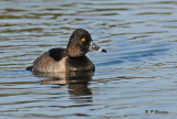 Ring-necked duck (m)