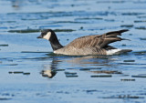 Cackling goose