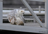 Snowy owl: SERIES