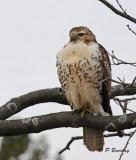 Red-tailed hawk (juv)