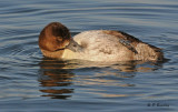 Lesser scaup