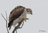 Red-tailed hawk (juv)