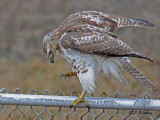 Red-tailed hawk (juv)