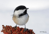 Black-capped chickadee