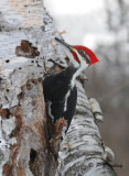Pileated woodpecker (m)