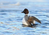 Common Goldeneye (f)