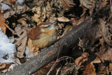 Carolina Wren