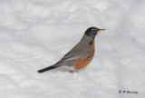 American Robin