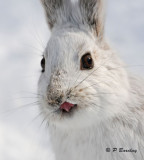 Snowshoe Hare