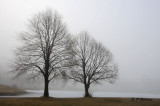 Foggy Morning #1:  SERIES