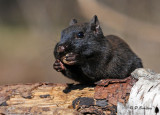 Eastern Chipmunk (melanistic)