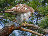 Red-tailed Hawk (juv)