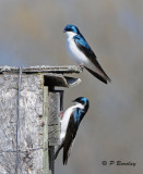 Tree Swallows