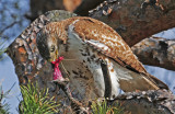 Red-tailed Hawk (juv)