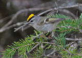 Golden-crowned Kinglet