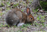 Snowshoe Hare