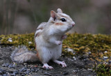 Eastern Chipmunk (partially leucistic): SERIES