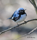 Black-throated Blue Warbler (m)