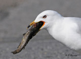 Ring-billed Gull :  SERIES