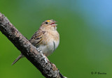 Grasshopper Sparrow