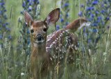 White-tailed Deer (juv):  SERIES