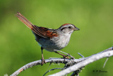 Swamp Sparrow