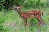 White-tailed Deer (juv)