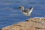 Spotted Sandpiper (juv)