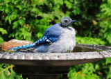 Blue Jay