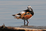 Ruddy Turnstone
