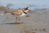 Semipalmated Plover