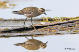 American Golden Plover